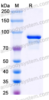 EHC98001, SDS-PAGE