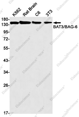 Вестерн-блоттинг, BAT3/BAG-6, клетки K562, ткань мозга крысы, клетки C6, клетки 3T3