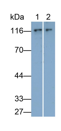 26786