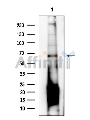 Валидация Affinity AF6834 - 4071