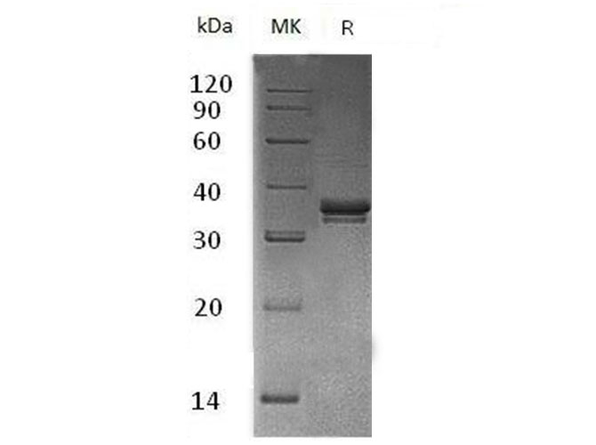 Валидация Elabscience PKSM041014(4948)