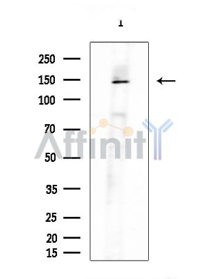 Валидация Affinity DF8111 - 19961