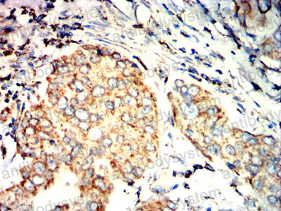 Валидация AntibodySystem RHJ64002 (3493)