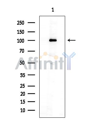 Валидация Affinity AF6634 - 3924
