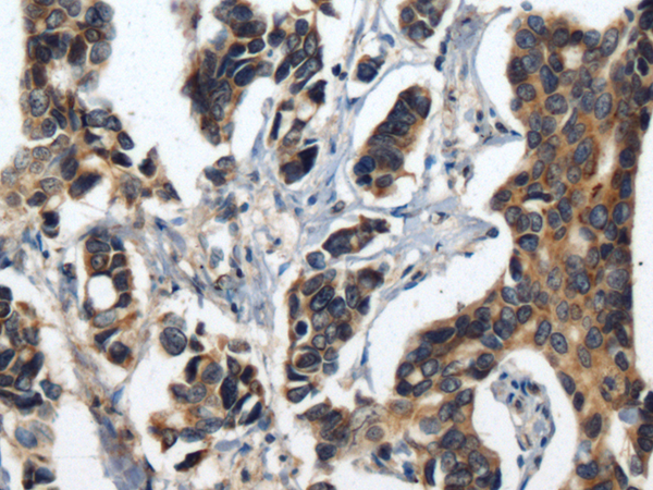 Валидация AssayVector ARM1479(1397)