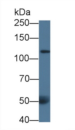 53364