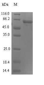 SDS-PAGE