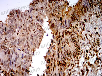 Валидация AntibodySystem RHH07201