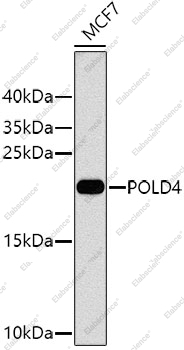 Вестерн-блоттинг, POLD4, клетки MCF-7