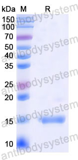 Валидация SDS-PAGE - AntibodySystem RHD80802