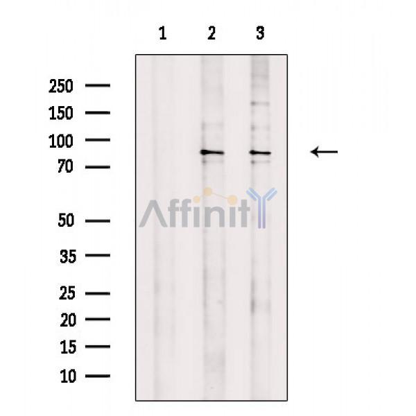 Валидация Affinity DF3434 - 14338