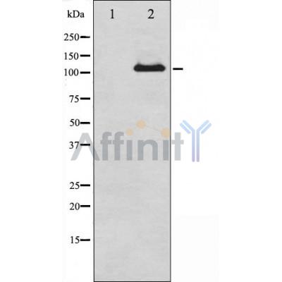 Валидация Affinity AF6106 - 3313
