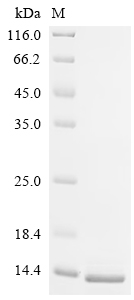 SDS-PAGE
