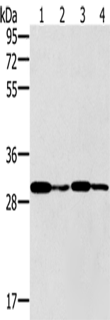 Валидация Elabscience E-AB-11492