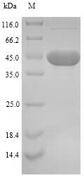SDS-PAGE