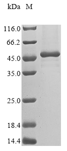 SDS-PAGE