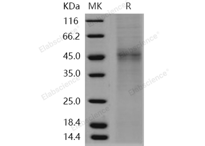 Валидация Elabscience PKSH031177(1946)