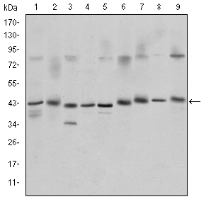Валидация Affinity BF0153 - 5160