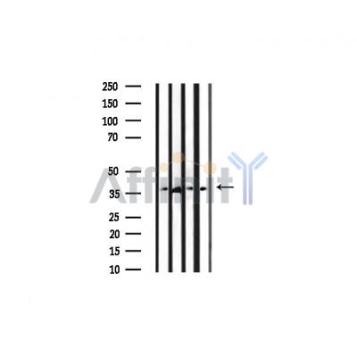 Валидация Affinity AF6311 - 3582