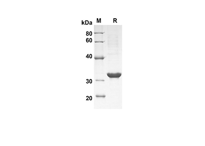 Валидация Elabscience PDEM100152(501)
