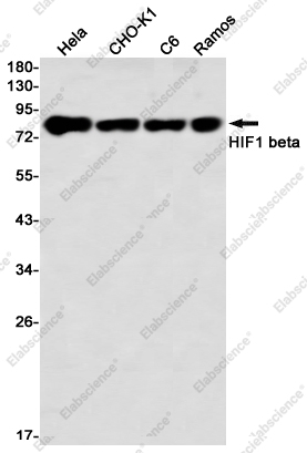 Вестерн-блоттинг, HIF1 beta, клетки HeLa, CHO-K1, C6, Ramos