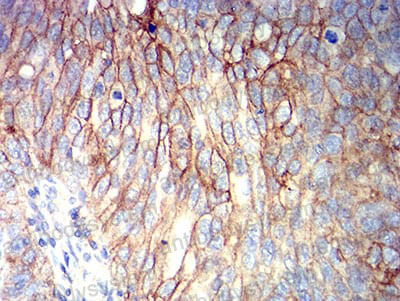 Валидация AntibodySystem RHG64006 (3038)