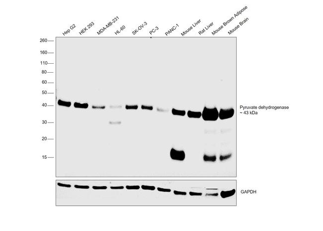Валидация AssayVector ARM2783(5474)