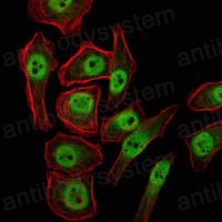 Валидация IF - AntibodySystem RHB11507