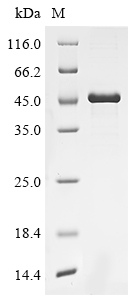 SDS-PAGE