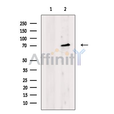 Валидация Affinity DF7079 - 18721
