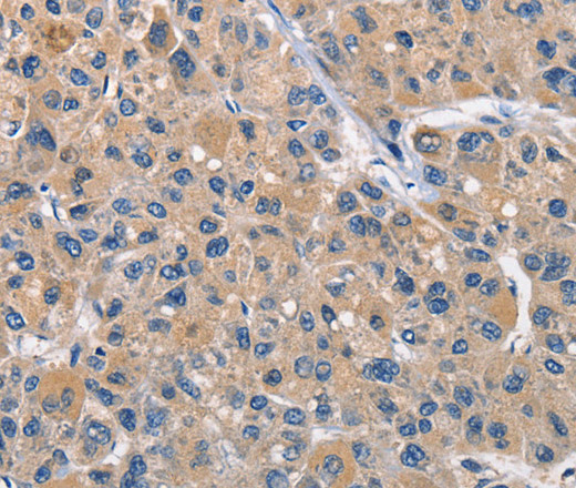 Валидация Elabscience E-AB-10241