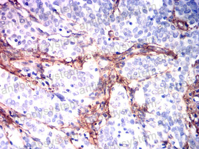 Валидация AntibodySystem RHF15801 (2472)