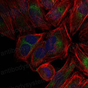 Валидация IF - AntibodySystem RHC16506