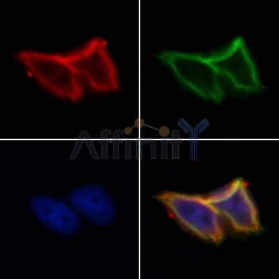 Валидация Affinity DF12344 - 6776