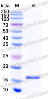 AHD50701, SDS-PAGE
