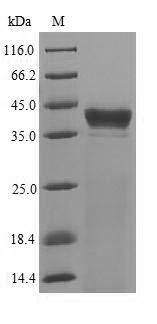 SDS-PAGE