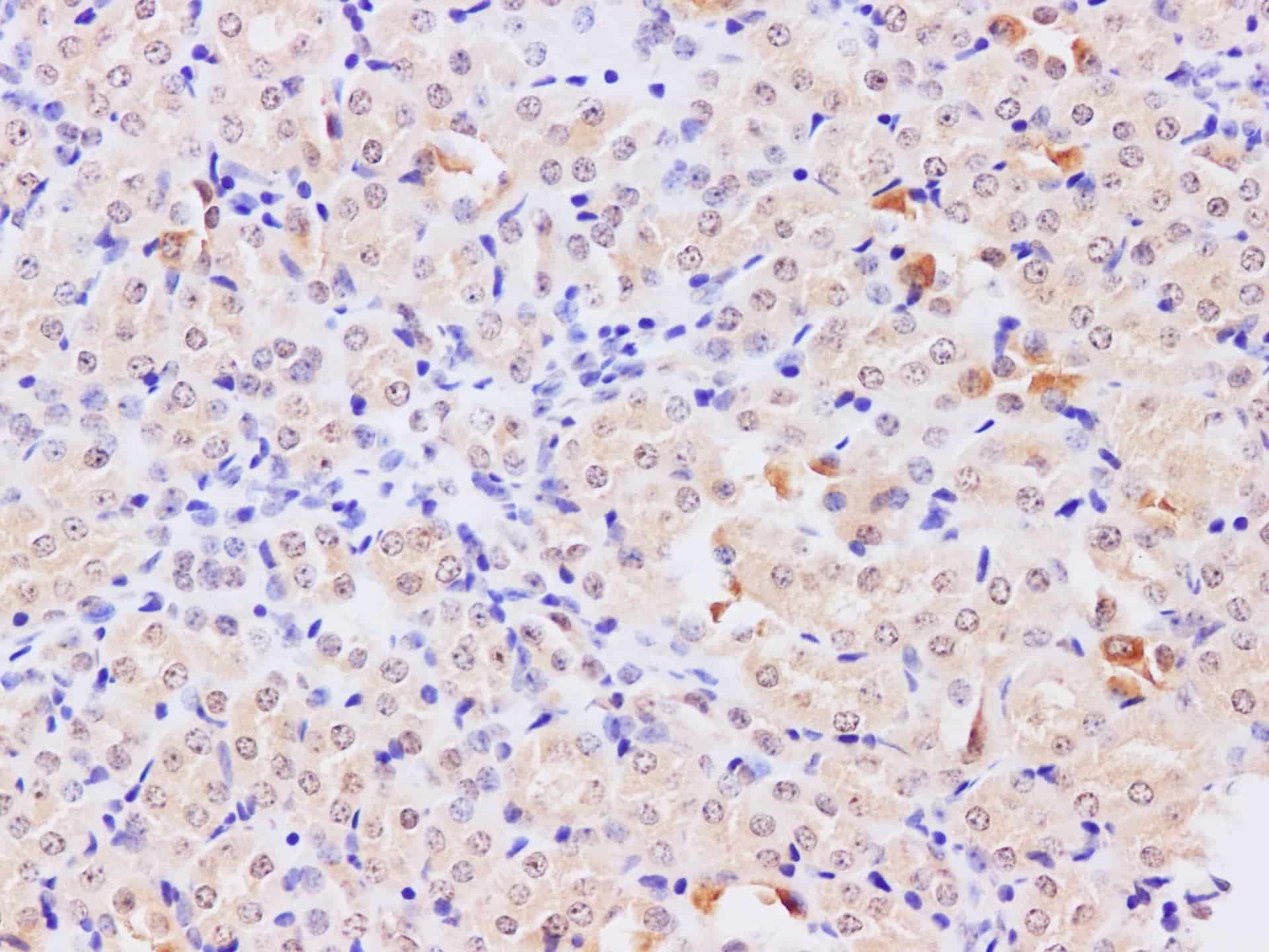 Валидация Elabscience D-AB-10305L