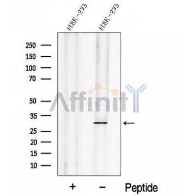 Валидация Affinity DF12694 - 7353