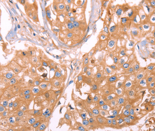 Валидация Elabscience E-AB-10680