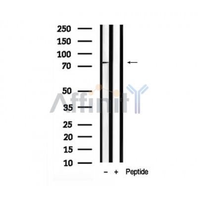 Валидация Affinity AF7944 - 4698