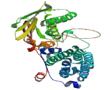 Pyruvate Dehydrogenase Kinase Isozyme 4 (PDK4)