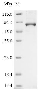 SDS-PAGE