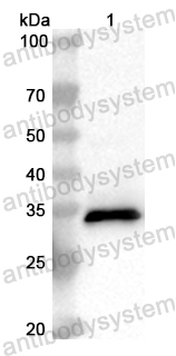 Валидация AntibodySystem PHB27501