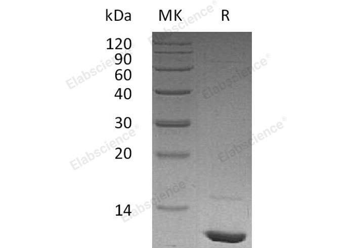 Валидация Elabscience PKSH032594(3041)