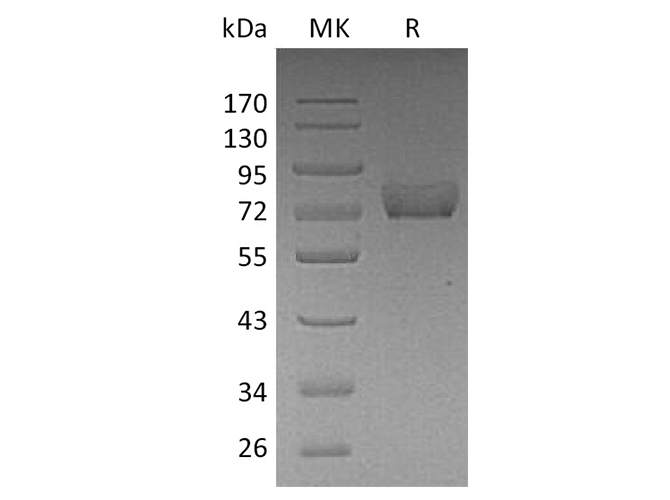 Валидация Elabscience PKSH033501(3805)