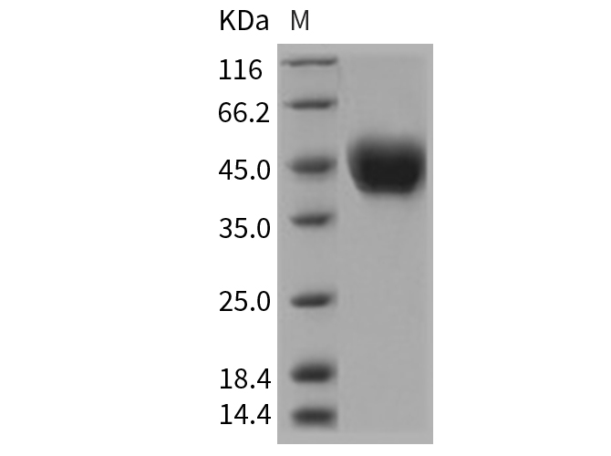 Валидация Elabscience PKSR030242(5599)