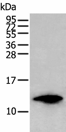 Валидация Elabscience E-AB-53479