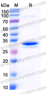 YHJ55103, SDS-PAGE