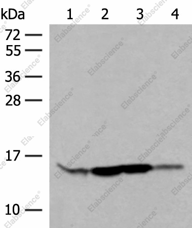 Вестерн-блоттинг, RPP14, клетки HL60, HeLa, MDA-MB-231 и ткань рака молочной железы человека