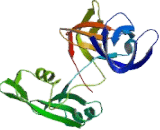 Growth Factor Receptor Bound Protein 2 (Grb2) Growth Factor Receptor Bound Protein 2 (Grb2)